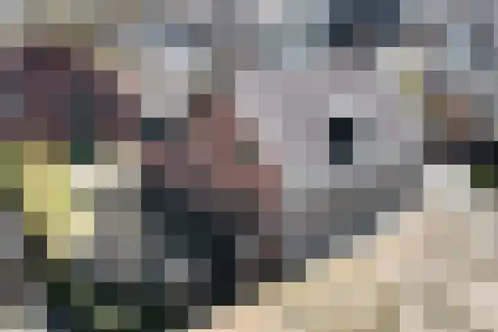 Doktersdreefje 2 Steenbergen thumbnail 73