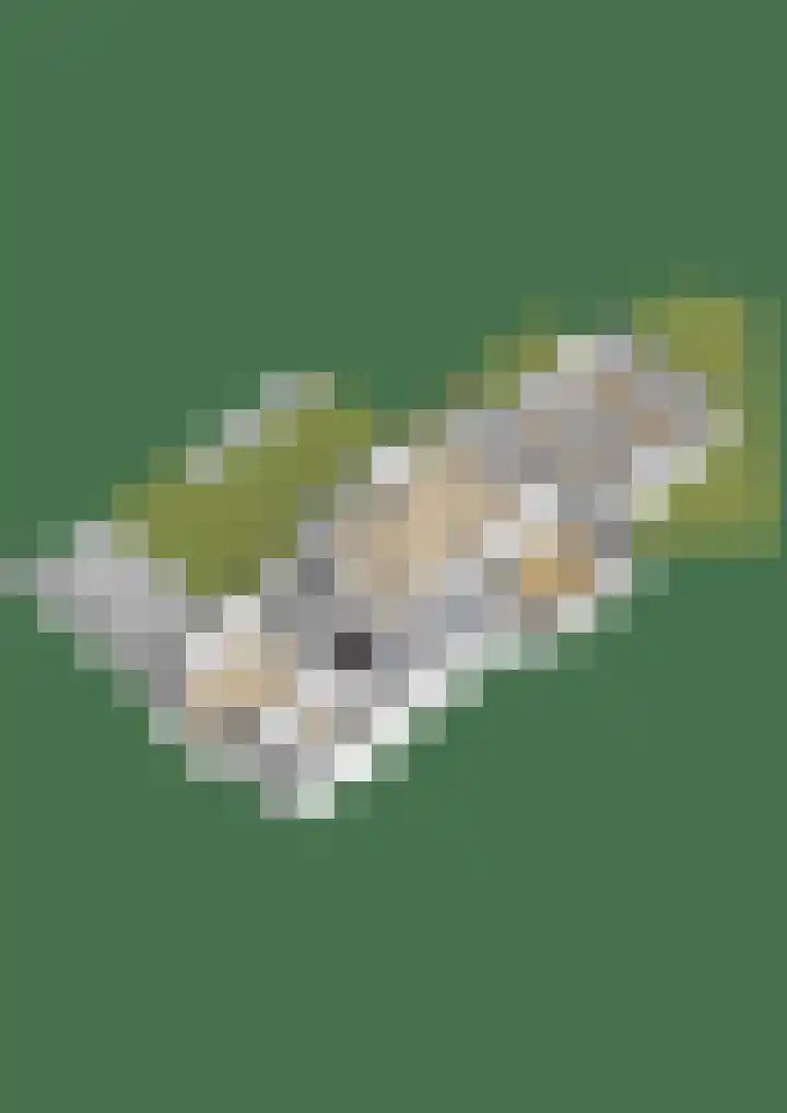 Doktersdreefje 21 Steenbergen thumbnail 62