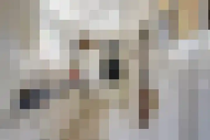 Doltewâl 4 Workum thumbnail 10