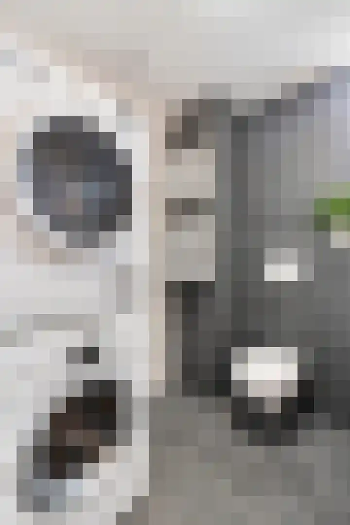 Domburgpad 46 Arnhem thumbnail 18