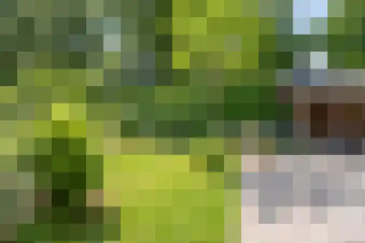 Donauring 190 Drunen thumbnail 52