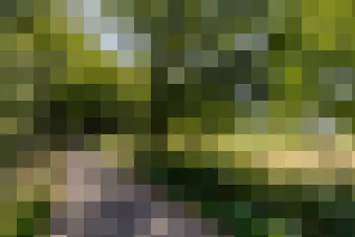 Donauring 227 Drunen thumbnail 44