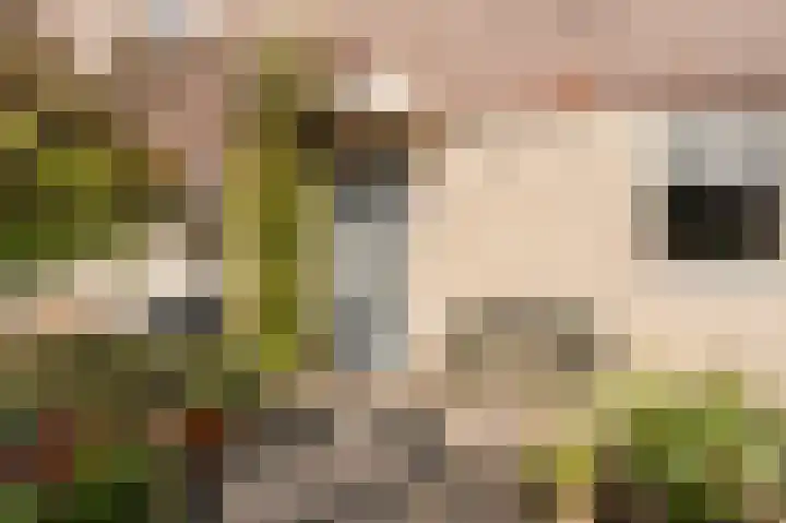 Donk 31 Kampen thumbnail 14