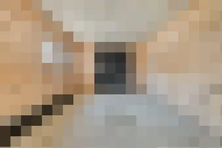 Donk 8 Vessem thumbnail 22