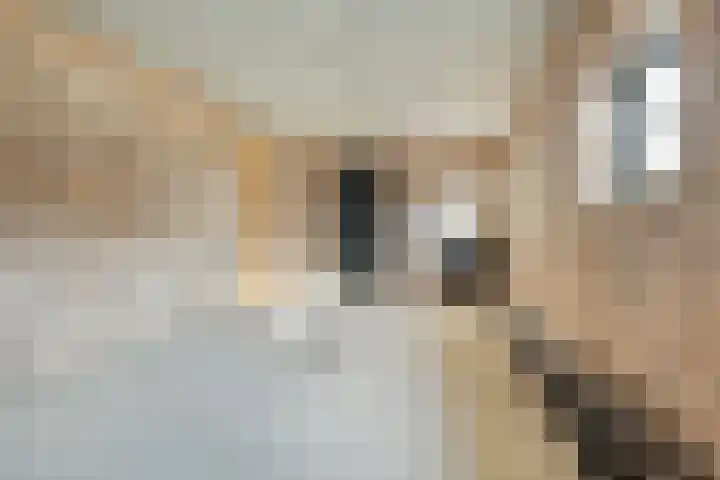 Donk 8 Vessem thumbnail 23