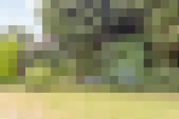 Doonheide 32 Gemert thumbnail 28
