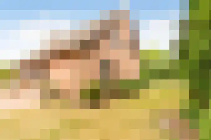 Doonheide 32 Gemert thumbnail 33