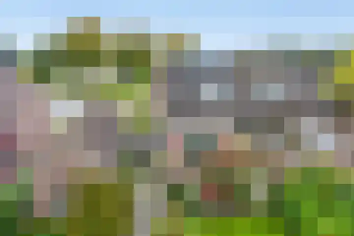 Doornakkers 16 Anloo thumbnail 43