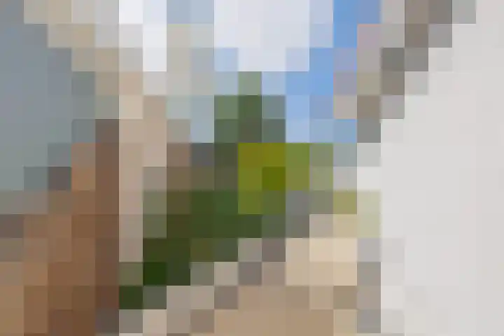Dopheide 15 Meijel thumbnail 42