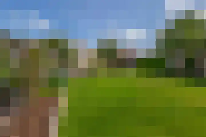 Dopheide 15 Meijel thumbnail 54
