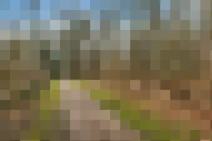 Dopheide 16 Odoorn thumbnail 43