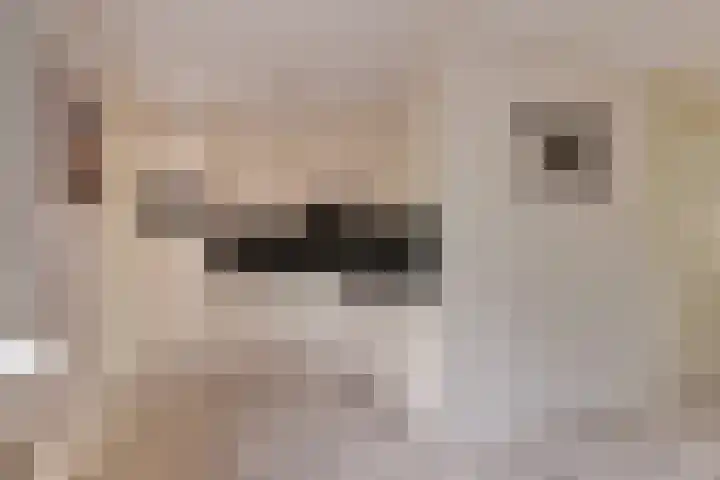 Dopheide 5 Sleen thumbnail 11