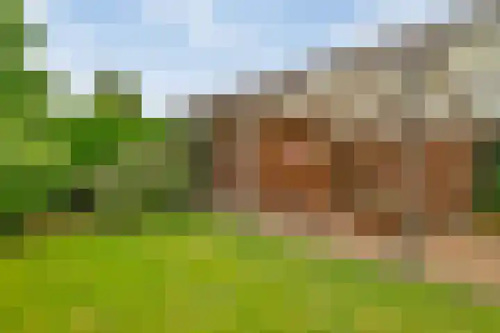 Dopheide 5 Sleen thumbnail 28