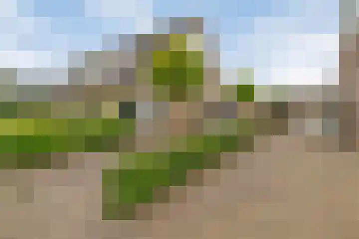 Dopheide 5 Sleen thumbnail 42