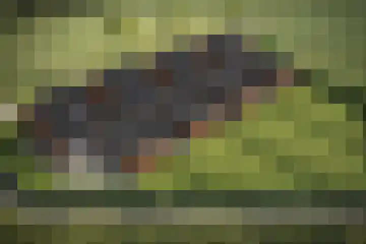 Dorpstraat 1 Spaubeek thumbnail 11