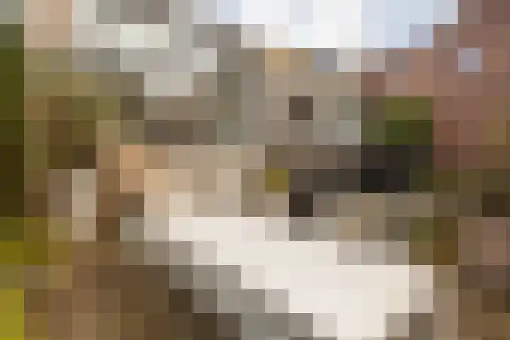 Dorpstraat 4 Elsloo thumbnail 60