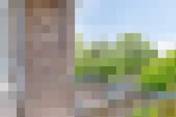 Dorpsweg 199 B Rotterdam thumbnail 16