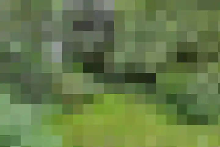 Dorpsweg 68 Schellinkhout thumbnail 29