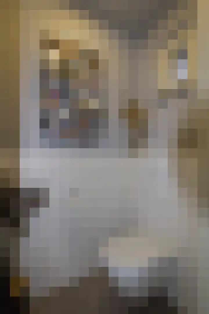 Dorsvlegel 1 De Moer thumbnail 8