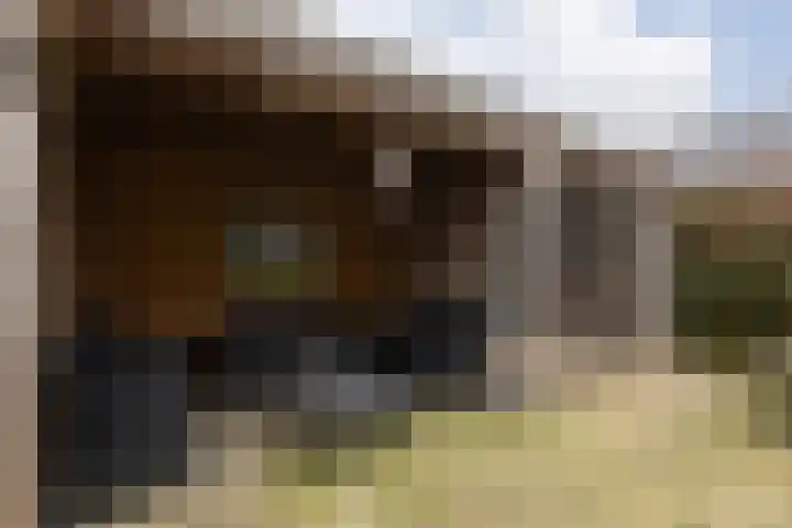 Dotinga Tún 19 Dronryp thumbnail 28