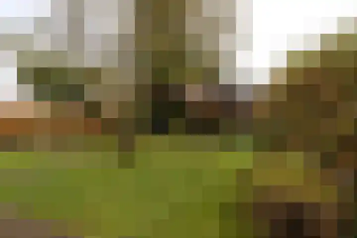 Dotterbloem 1 Zuidhorn thumbnail 17