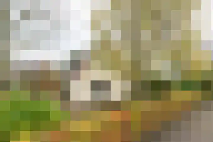 Dotterbloem 1 Zuidhorn thumbnail 4