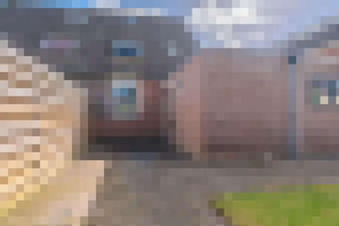 Dotterbloem 10 Scheemda thumbnail 32