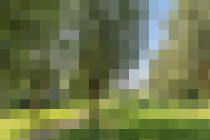 Dotterbloem 14 Bodegraven thumbnail 52