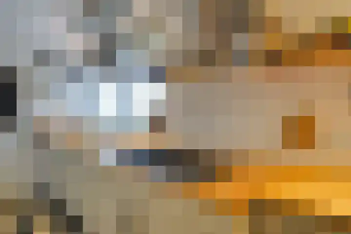 Dotterbloem 17 Leiden thumbnail 15