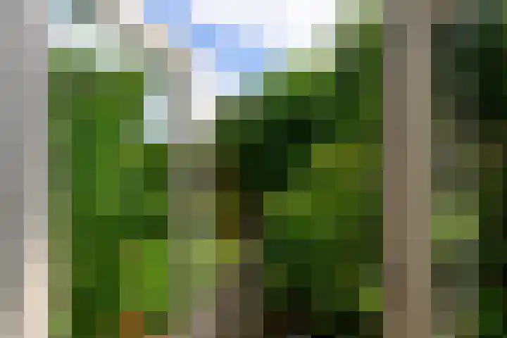 Dotterbloem 17 Leiden thumbnail 18