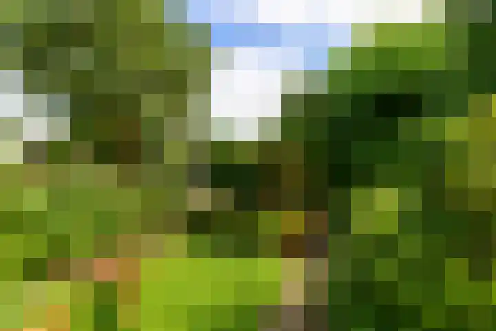 Dotterbloem 17 Leiden thumbnail 19