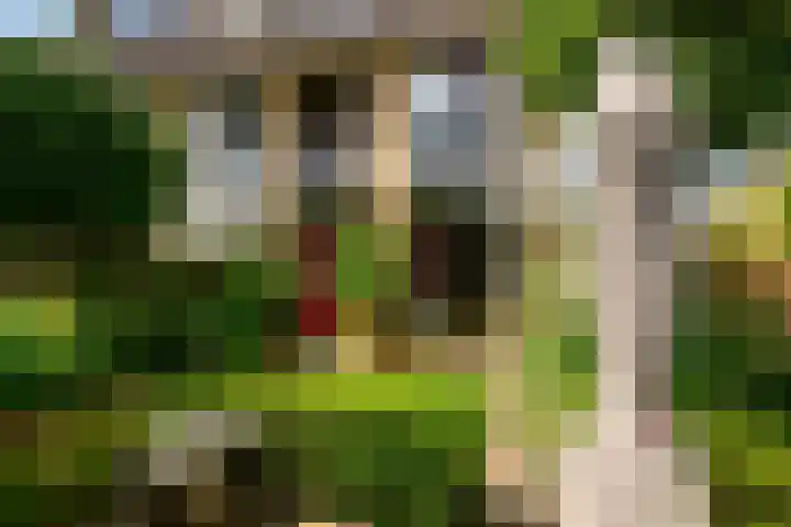 Dotterbloem 17 Leiden thumbnail 25
