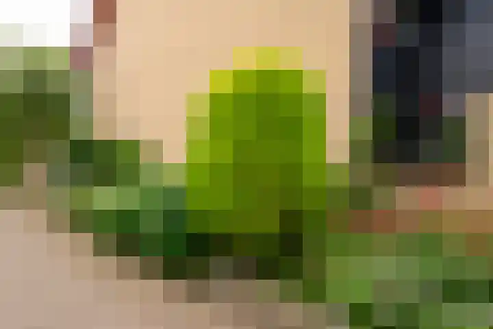 Dotterbloem 17 Leiden thumbnail 4