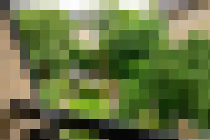 Dotterbloem 17 Leiden thumbnail 42