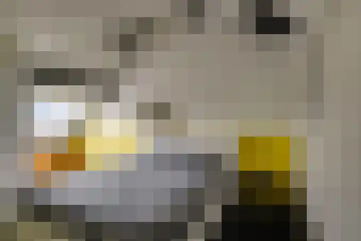 Dotterbloem 17 Leiden thumbnail 47