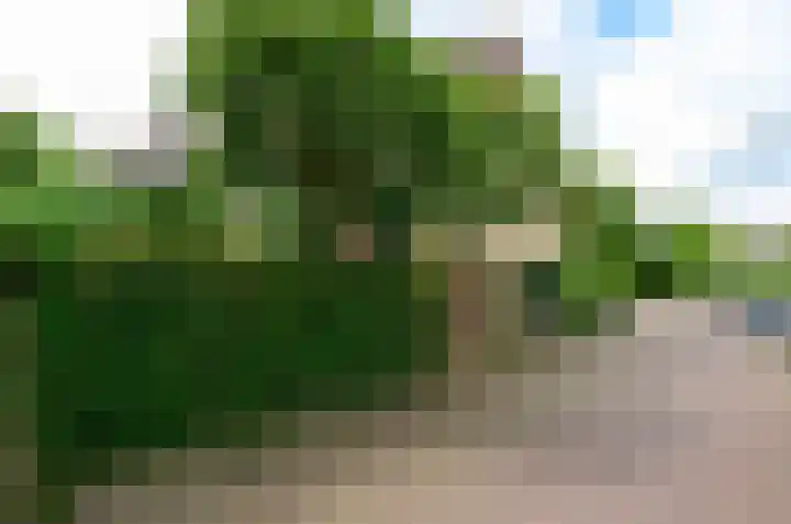 Dotterbloem 17 Leiden thumbnail 5