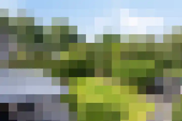 Dotterbloem 26 Schaijk thumbnail 55