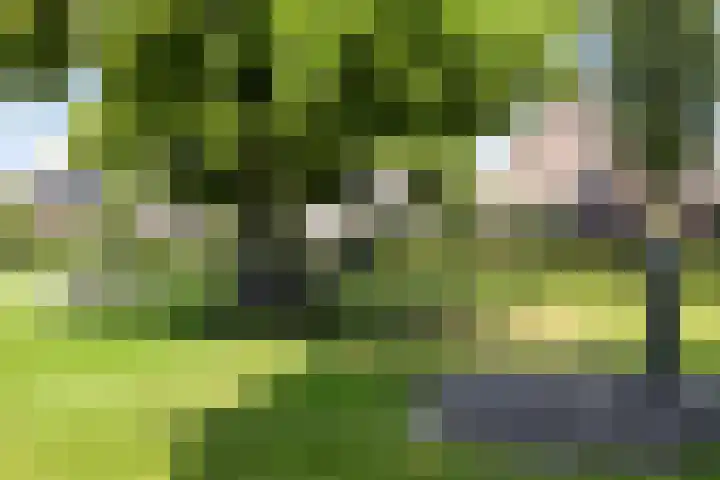 Dotterbloem 26 Schaijk thumbnail 60