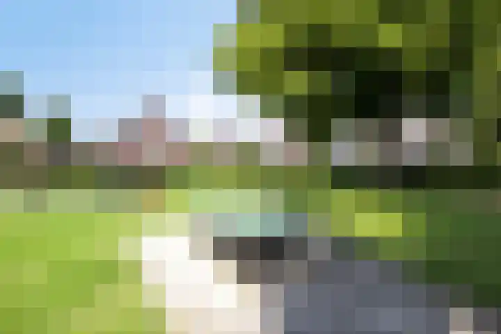 Dotterbloem 26 Schaijk thumbnail 61