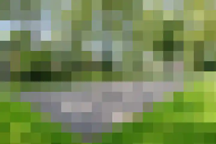 Dotterbloem 26 Schaijk thumbnail 63