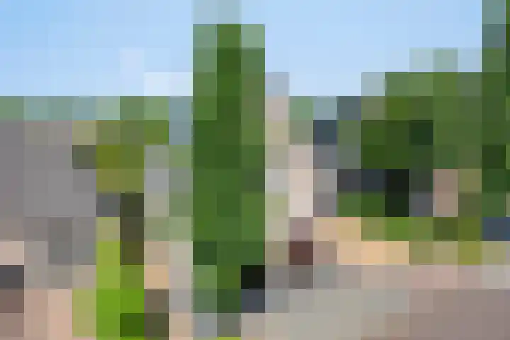 Dotterbloem 26 Schaijk thumbnail 65