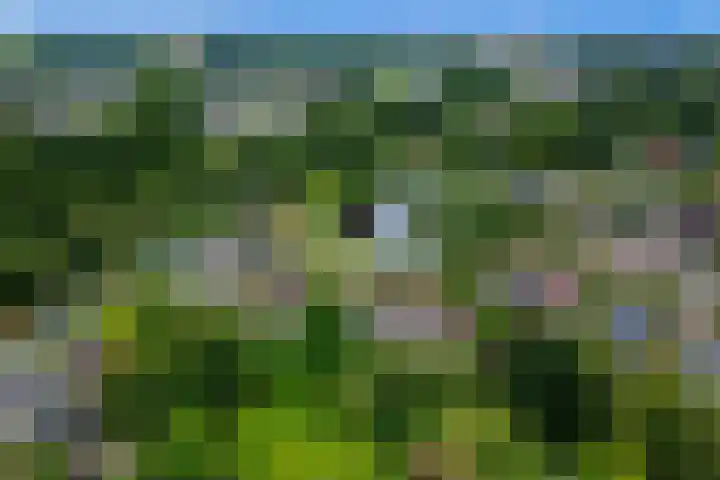 Dotterbloem 7 Scheemda thumbnail 45