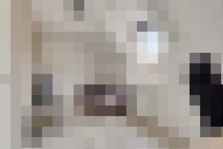 Dovenetel 2 Zwaag thumbnail 23