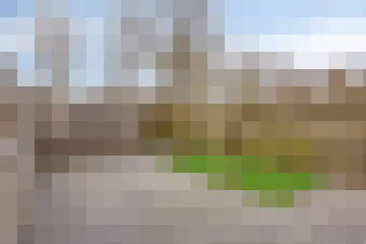 Dovenetel 2 Zwaag thumbnail 33