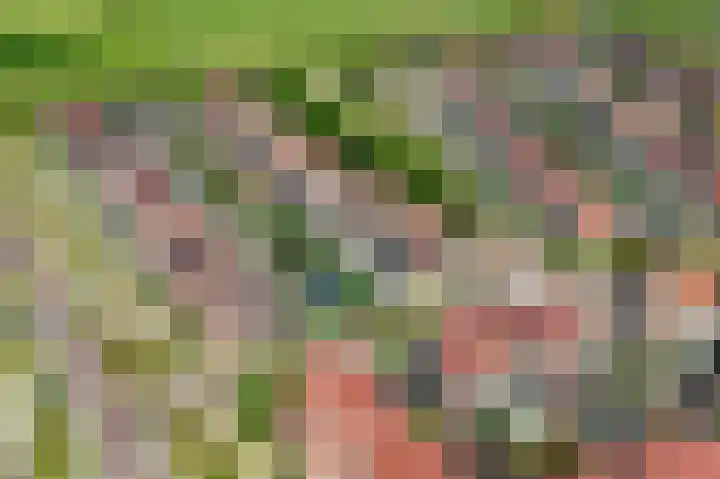 Dovenetel 6 Rijssen thumbnail 4
