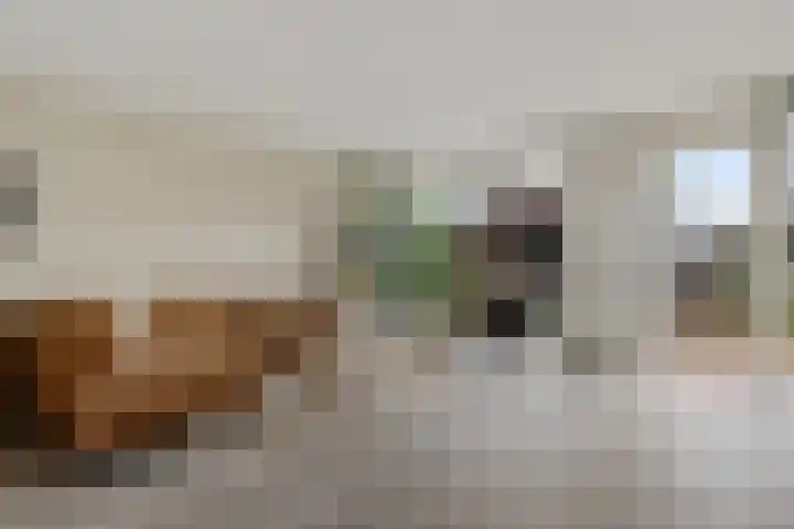 Drapeniersgilde 27 Hasselt thumbnail 12