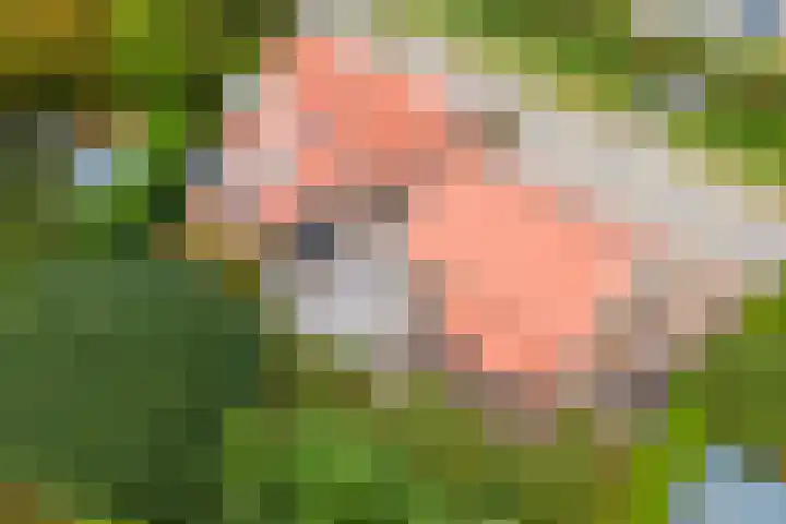 Dreef 22 Est thumbnail 52