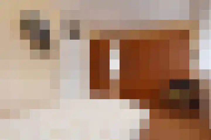 Dreef 60 Gouda thumbnail 24