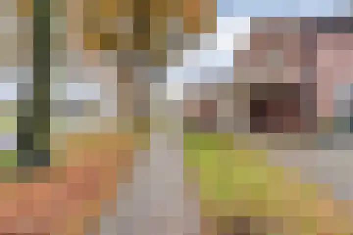 Dreef 86 Vroomshoop thumbnail 4