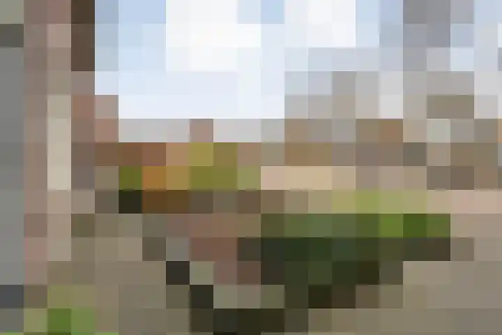Dreef 86 Vroomshoop thumbnail 7
